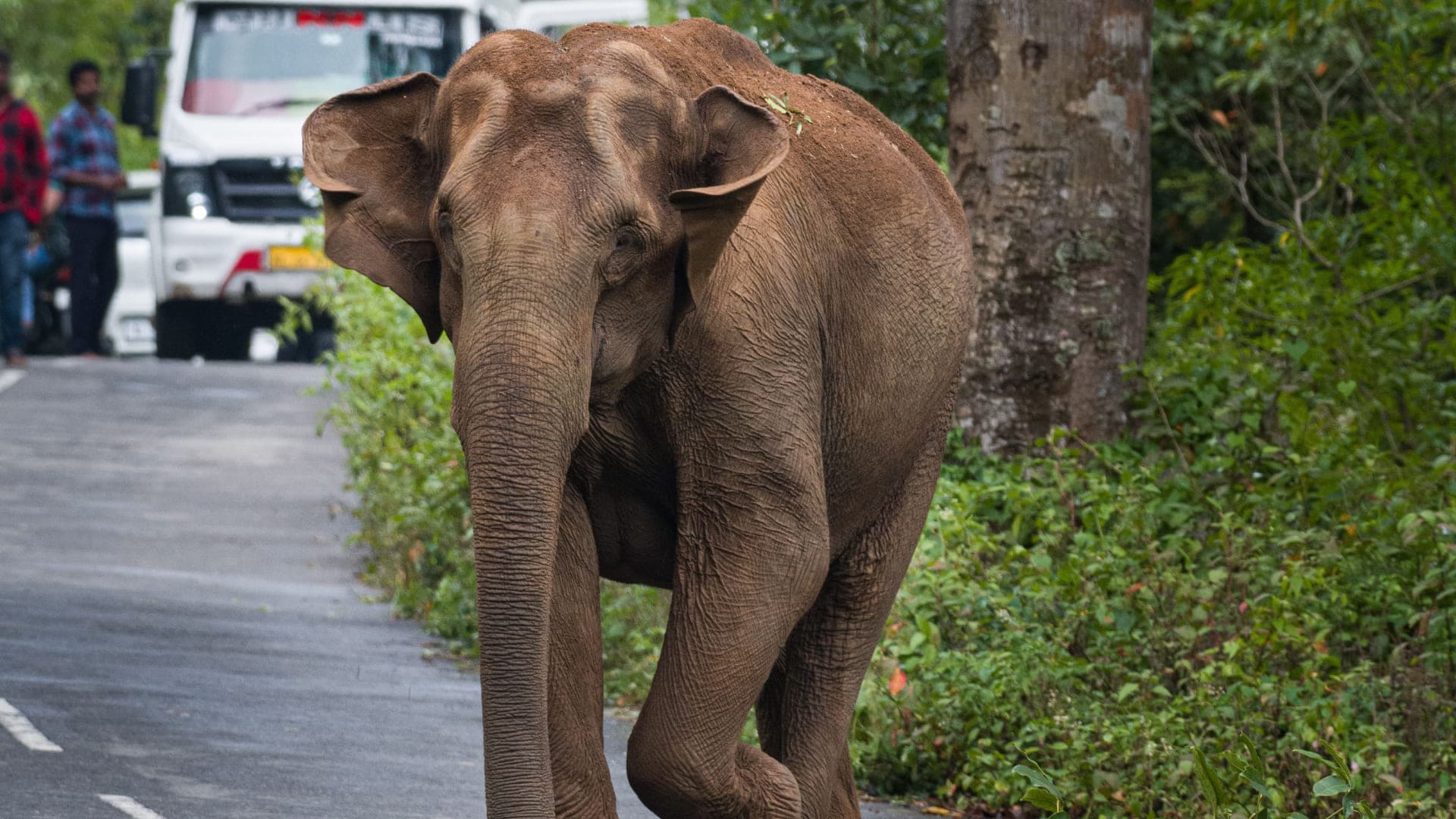 Discover Thekkady: The Ultimate Guide to Periyar’s Wild Heart - Photo 3