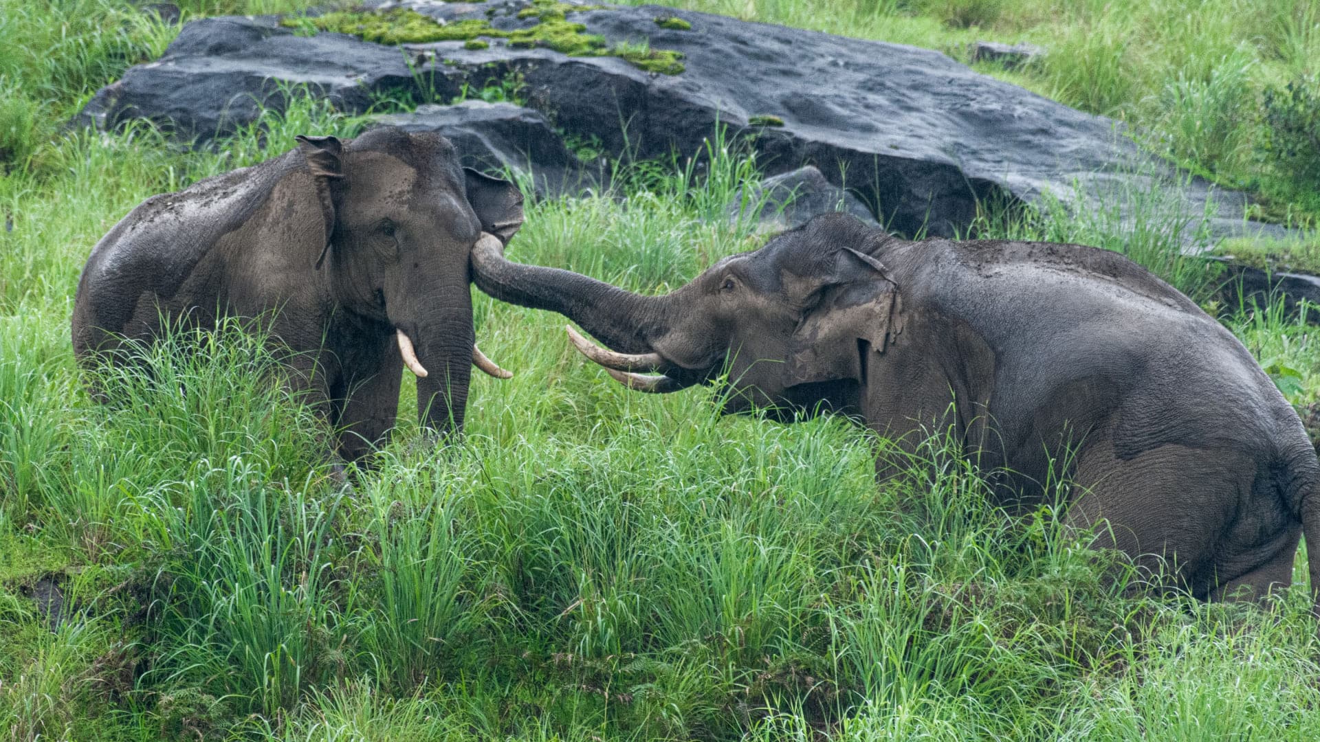 Discover Thekkady: The Ultimate Guide to Periyar’s Wild Heart - Photo 4